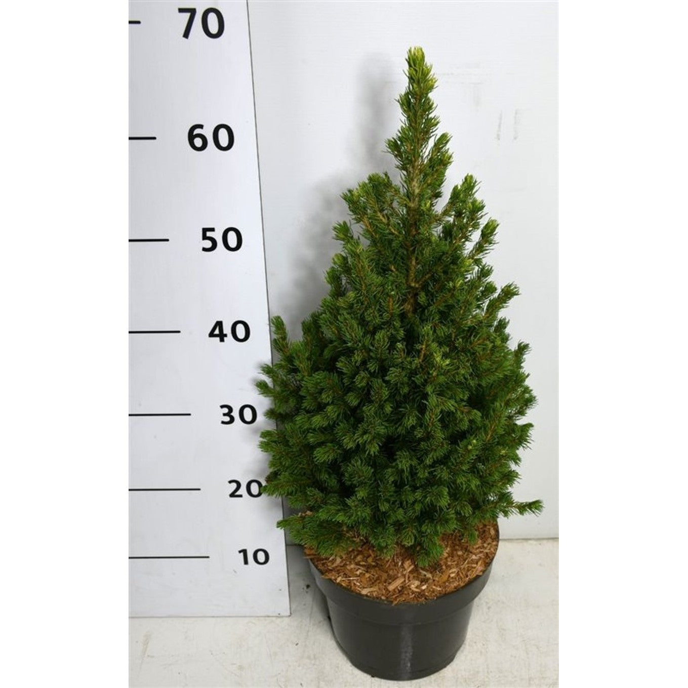 Vitgran – Picea glauca 'Rainbow's End' - C5 30-40 CM